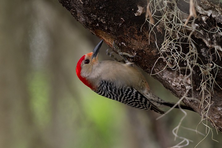Carolinaspecht Melanerpes carolinus Red-necked Woodpecker